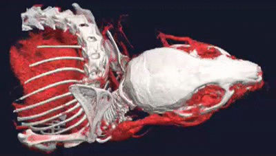 Quantitative Assesment of Angiogenesis with Micro-CT