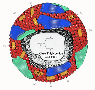 Lipid sphere ressembling chylomicron remnant in emulsion with 10% iodinated triglycerides