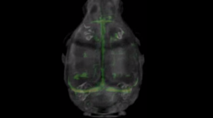 Mouse Brain Vasculature Imaging with Mvivo Au