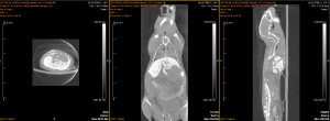 Mvivo BIS for small animal liver imaging